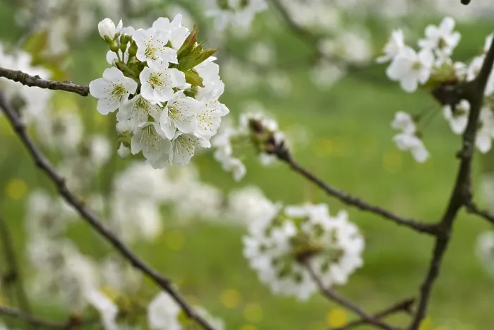 Gerahmter Druck : Obstbäume; Obstgärten Gerahmter Druck : Obstbäume; Obstgärten