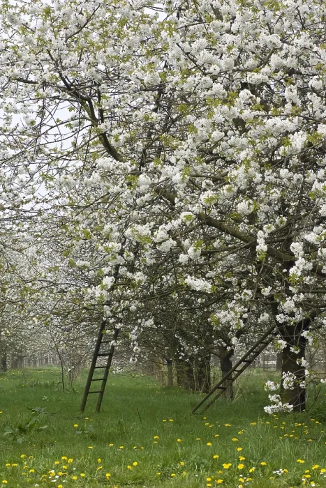 Gerahmter Druck : Obstbäume; Obstgärten Gerahmter Druck : Obstbäume; Obstgärten