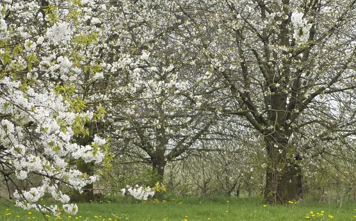 Gerahmter Druck : Früchtebäume; Obstgärten Gerahmter Druck : Früchtebäume; Obstgärten