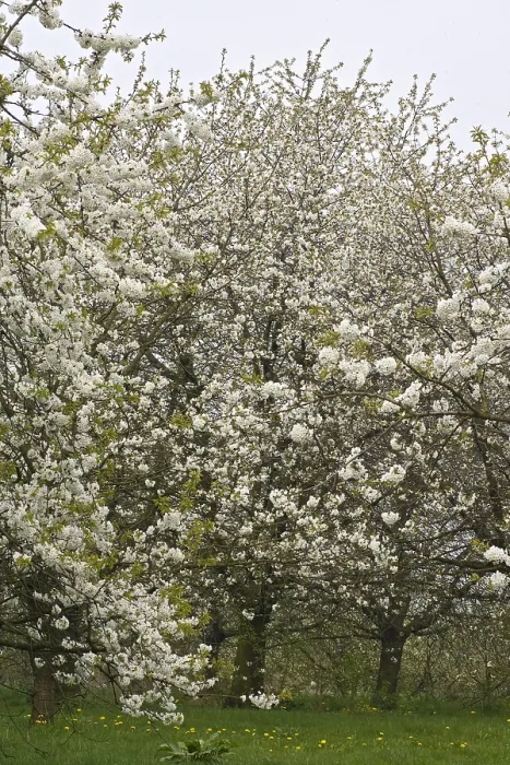 Gerahmter Druck : Obstbäume; Obstgärten
