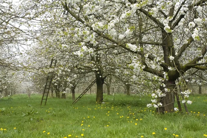 Gerahmter Druck : Obstbäume; Obstgärten