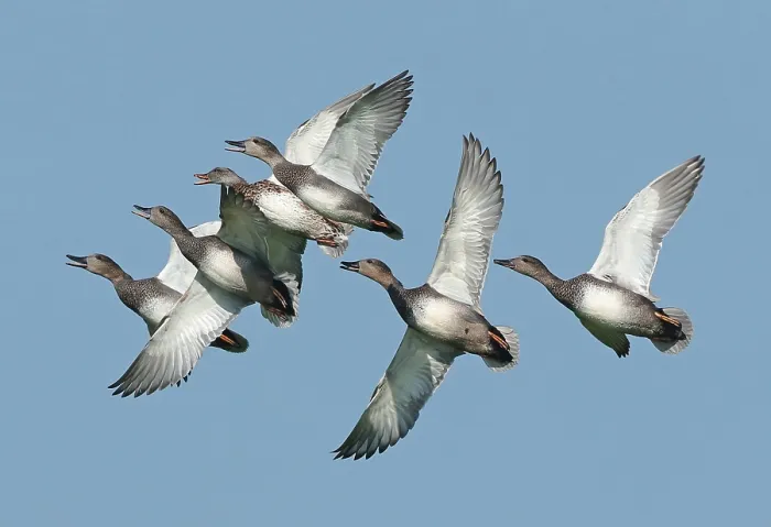 Gerahmter Druck : Merganser, Mareca strepera Gerahmter Druck : Merganser, Mareca strepera