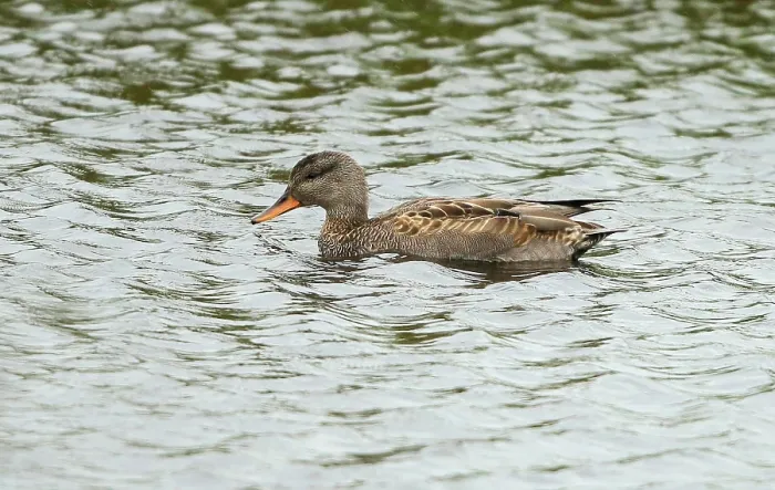 Gerahmter Druck : Grauente (Mareca strepera)