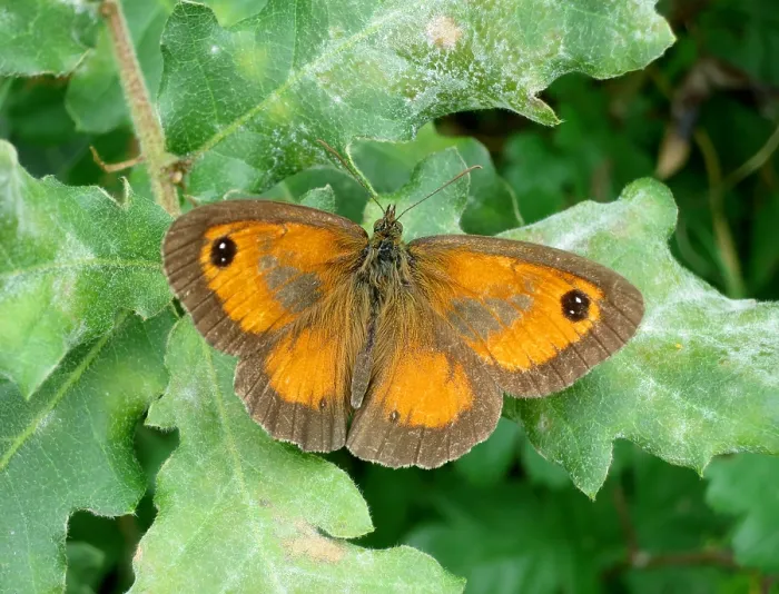 Gerahmter Druck : Torwächter, Pyronia tithonus Gerahmter Druck : Torwächter, Pyronia tithonus