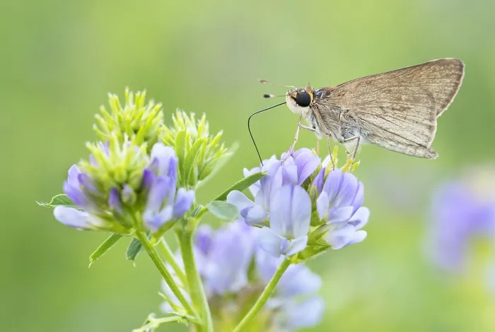 Gerahmter Druck : Gegenes sp. Gerahmter Druck : Gegenes sp.