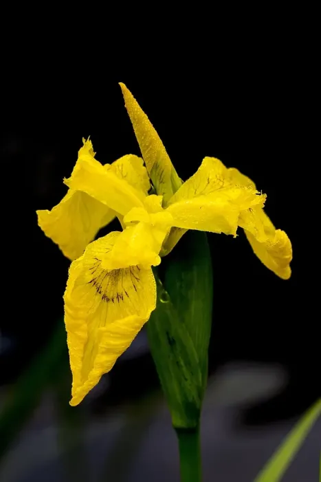 Gerahmter Druck : Gele Lis, Gelbe Glockenblume, Iris pseudacorus Gerahmter Druck : Gele Lis, Gelbe Glockenblume, Iris pseudacorus