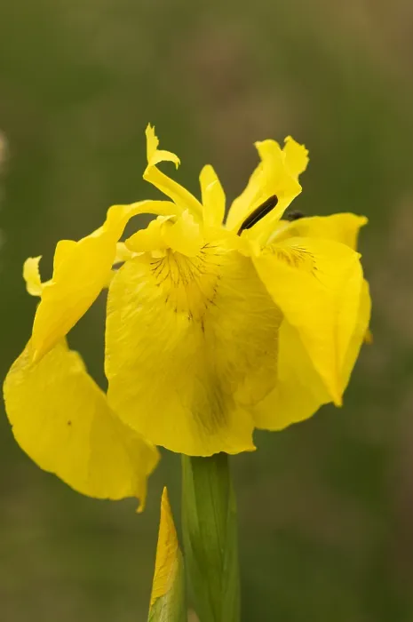 Gerahmter Druck : Gele lis, Gelbe Glockenblume, Iris pseduacorus Gerahmter Druck : Gele lis, Gelbe Glockenblume, Iris pseduacorus