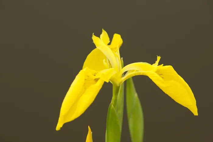 Gerahmter Druck : Gele Lis, Gelbe Glockenblume, Iris psuedacorus Gerahmter Druck : Gele Lis, Gelbe Glockenblume, Iris psuedacorus