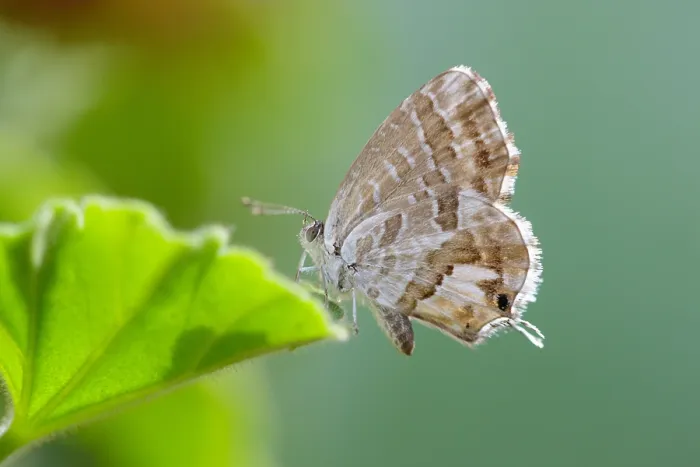 Gerahmter Druck : Geranium Bronze, Geraniumblauwtje, Cacyreus marshalli Gerahmter Druck : Geranium Bronze, Geraniumblauwtje, Cacyreus marshalli