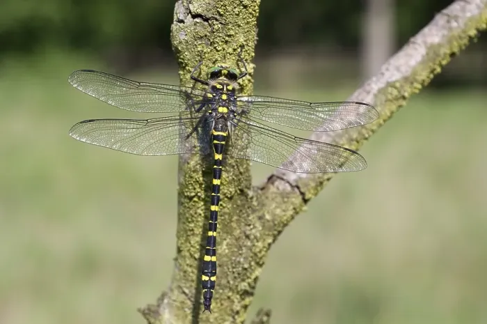 Gerahmter Druck : Gewöhnliche Brachlibelle, Common Goldenring, Cordulegaster boltonii Gerahmter Druck : Gewöhnliche Brachlibelle, Common Goldenring, Cordulegaster boltonii