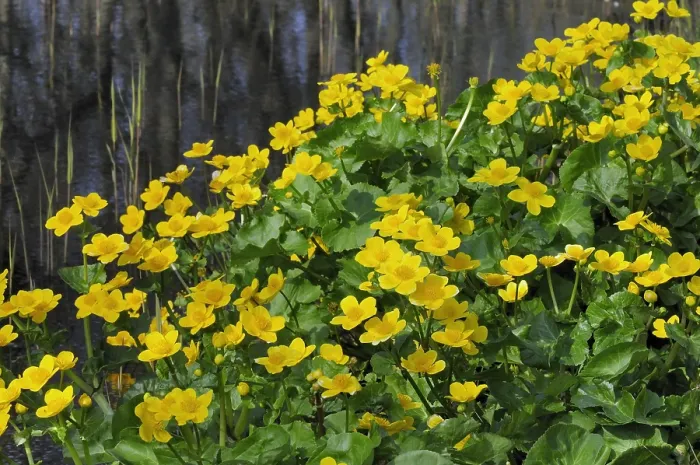 Gerahmter Druck : Gewöhnliche Dotterblume Gerahmter Druck : Gewöhnliche Dotterblume