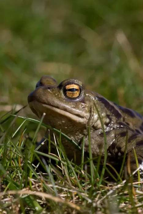 Gerahmter Druck : Gewöhnlicher Grünfrosch, Gemeiner Laubfrosch, Bufo bufo Gerahmter Druck : Gewöhnlicher Grünfrosch, Gemeiner Laubfrosch, Bufo bufo