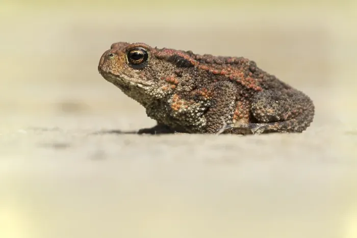 Gerahmter Druck : Gewöhnlicher Kröte, Gemeine Kröte, Bufo bufo Gerahmter Druck : Gewöhnlicher Kröte, Gemeine Kröte, Bufo bufo