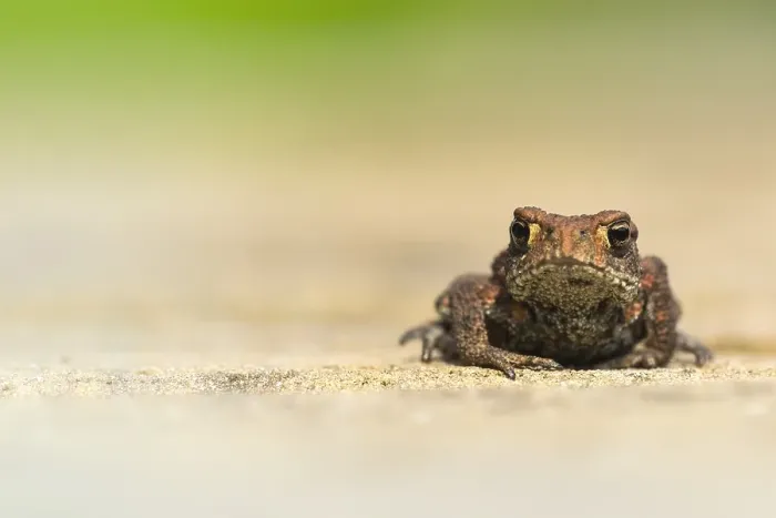 Gerahmter Druck : Gewöhnlicher Grasfrosch, Gemeiner Laubfrosch, Bufo bufo Gerahmter Druck : Gewöhnlicher Grasfrosch, Gemeiner Laubfrosch, Bufo bufo