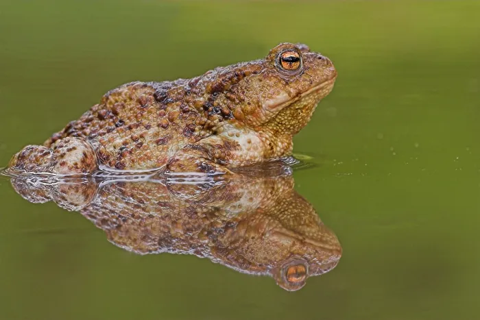 Gerahmter Druck : Gewöhnlicher Laubfrosch, Common Toad, Bufo bufo Gerahmter Druck : Gewöhnlicher Laubfrosch, Common Toad, Bufo bufo