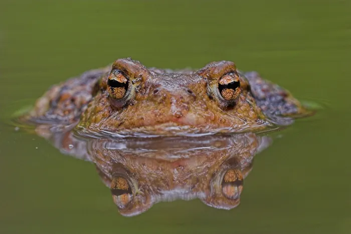 Gerahmter Druck : Gewöhnlicher Grünfrosch, Common Toad, Bufo bufo