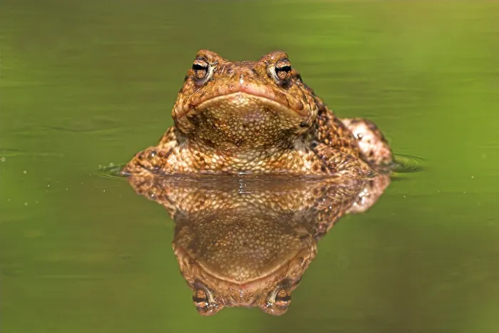 Gerahmter Druck : Gewöhnlicher Laubfrosch, Common Toad, Bufo bufo