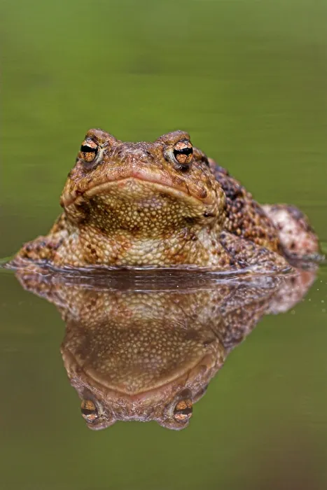 Gerahmter Druck : Gewöhnlicher Kröte, Common Toad, Bufo bufo