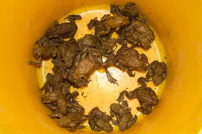 Gerahmter Druck : Gewöhnlicher Laubfrosch, Gemeiner Grünfrosch, Bufo bufo Gerahmter Druck : Gewöhnlicher Laubfrosch, Gemeiner Grünfrosch, Bufo bufo