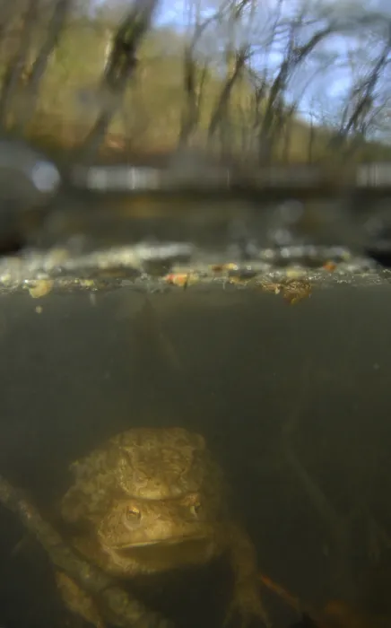 Gerahmter Druck : Gewöhnlicher Laubfrosch, Common Toad, Bufo bufo Gerahmter Druck : Gewöhnlicher Laubfrosch, Common Toad, Bufo bufo
