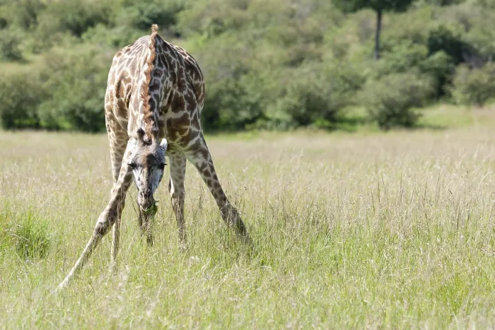 Gerahmter Druck : Giraffe, Giraffa Gerahmter Druck : Giraffe, Giraffa