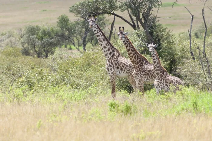 Gerahmter Druck : Giraffe, Giraffa Gerahmter Druck : Giraffe, Giraffa