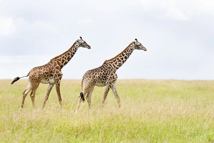 Gerahmter Druck : Giraffe, Giraffa