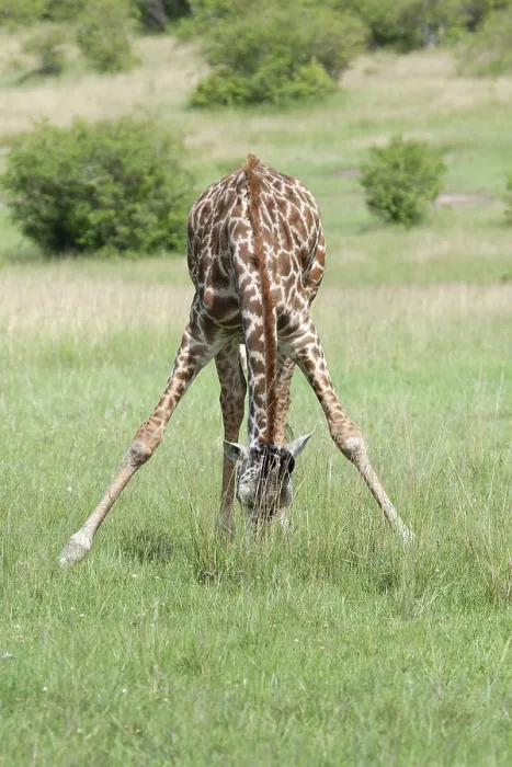 Gerahmter Druck : Giraffe, Giraffa Gerahmter Druck : Giraffe, Giraffa