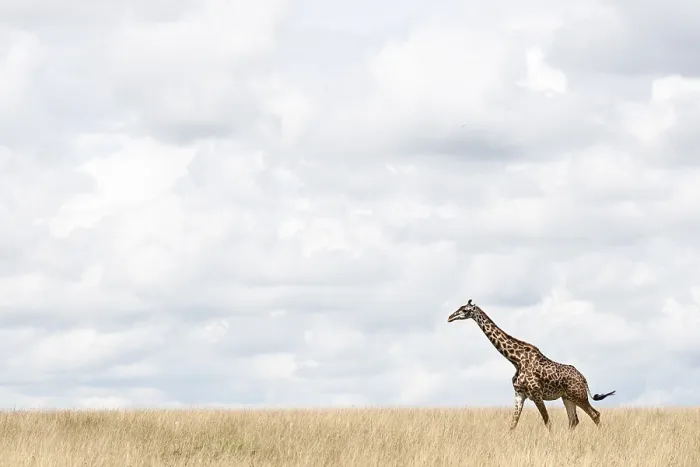 Gerahmter Druck : Giraffe, Giraffa
