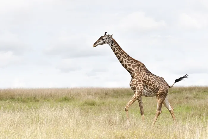 Gerahmter Druck : Giraffe, Giraffa