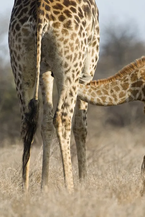 Gerahmter Druck : Giraffe, Giraffe, Giraffa camelopardalis Gerahmter Druck : Giraffe, Giraffe, Giraffa camelopardalis