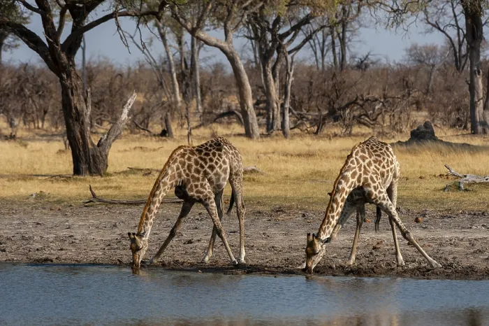 Gerahmter Druck : Zwei Giraffen, Giraffa camelopardalis. Gerahmter Druck : Zwei Giraffen, Giraffa camelopardalis.