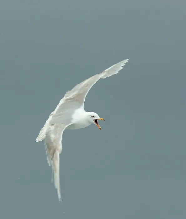 Gerahmter Druck : Glaukengärtner, Larus hyperboreus Gerahmter Druck : Glaukengärtner, Larus hyperboreus