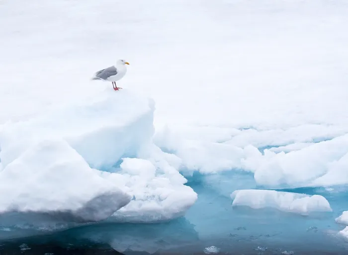 Gerahmter Druck : Glacialschmarotzer, Larus hyperboreus Gerahmter Druck : Glacialschmarotzer, Larus hyperboreus