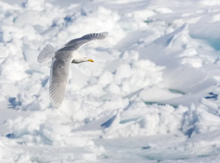 Gerahmter Druck : Graukopfgänsegeier, Larus hyperboreus Gerahmter Druck : Graukopfgänsegeier, Larus hyperboreus