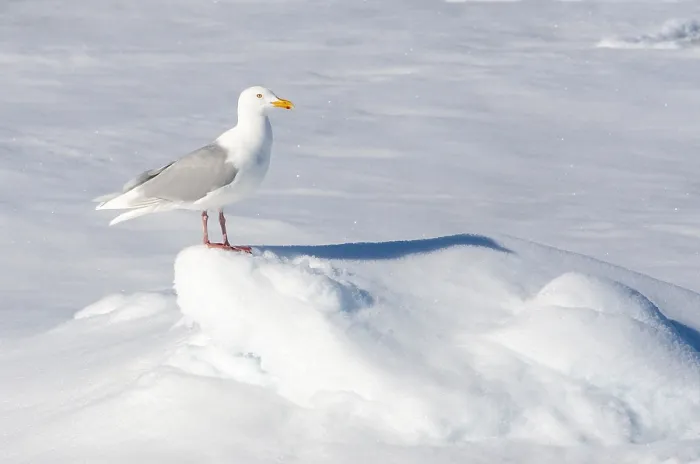 Gerahmter Druck : Grauschwanzmöwe, Larus hyperboreus Gerahmter Druck : Grauschwanzmöwe, Larus hyperboreus