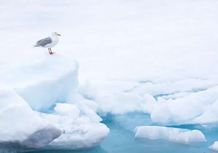 Gerahmter Druck : Grauschnabel, Larus hyperboreus Gerahmter Druck : Grauschnabel, Larus hyperboreus