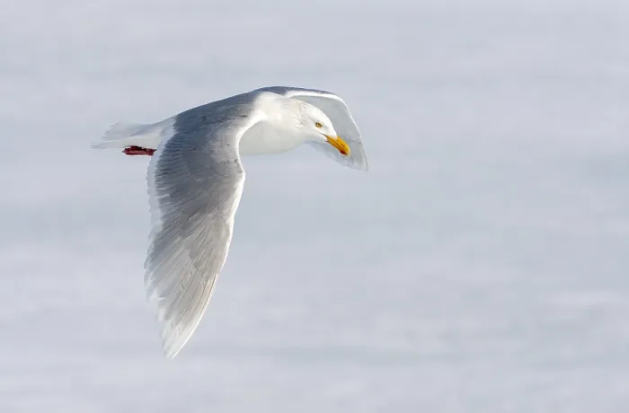 Gerahmter Druck : Glacialschmarotzer, Larus hyperboreus Gerahmter Druck : Glacialschmarotzer, Larus hyperboreus