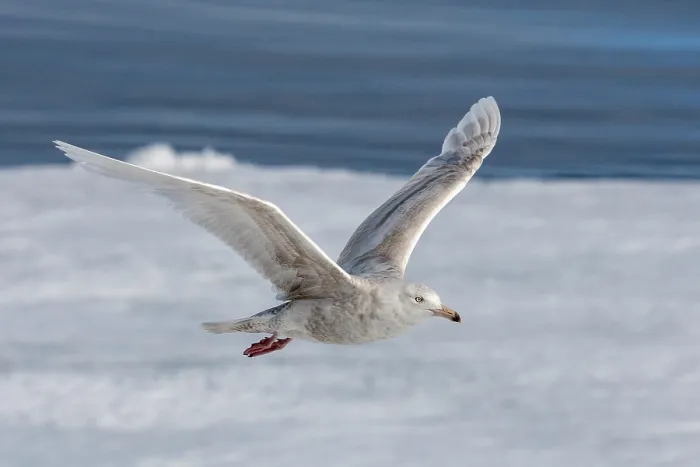Gerahmter Druck : Grauschwanzmöwe, Larus hyperboreus Gerahmter Druck : Grauschwanzmöwe, Larus hyperboreus