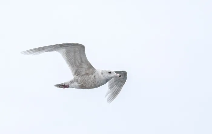 Gerahmter Druck : Grauschwanzmöwe, Larus hyperboreus