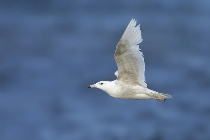 Gerahmter Druck : Grauschwanzmöwe, Larus hyperboreus Gerahmter Druck : Grauschwanzmöwe, Larus hyperboreus