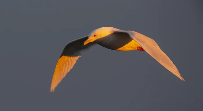 Gerahmter Druck : Glacialis Möwe, Larus hyperboreus