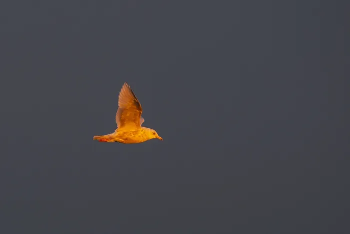Gerahmter Druck : Schwarzkehlmöwe, Larus hyperboreus Gerahmter Druck : Schwarzkehlmöwe, Larus hyperboreus