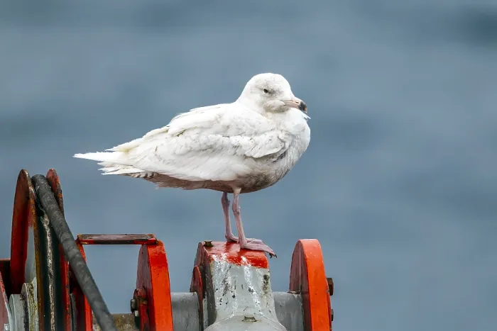 Gerahmter Druck : Graukopfgänsegeier, Larus hyperboreus hyperboreus Gerahmter Druck : Graukopfgänsegeier, Larus hyperboreus hyperboreus