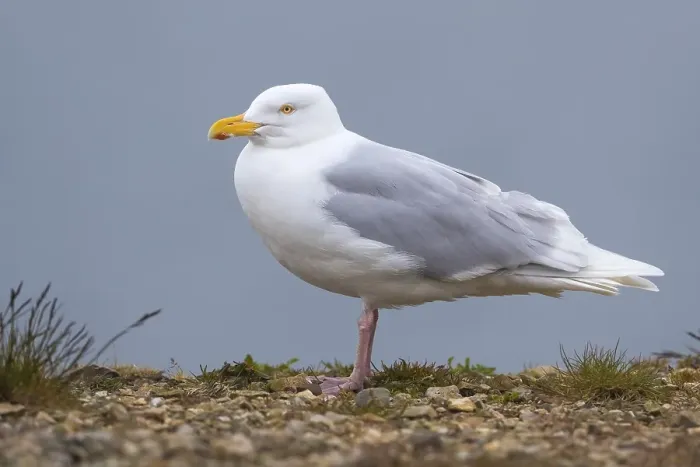 Gerahmter Druck : Grauschnabel, Larus hyperboreus leuceretes Gerahmter Druck : Grauschnabel, Larus hyperboreus leuceretes