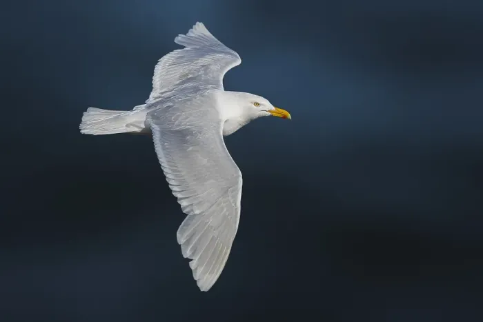 Gerahmter Druck : Grauschnabel, Larus hyperboreus leuceretes Gerahmter Druck : Grauschnabel, Larus hyperboreus leuceretes