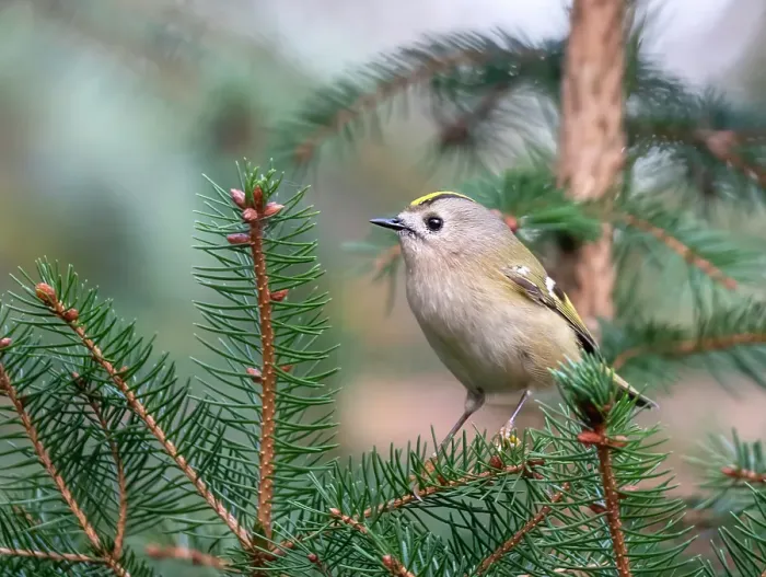 Gerahmter Druck : Goldhähnchen, Regulus regulus Gerahmter Druck : Goldhähnchen, Regulus regulus