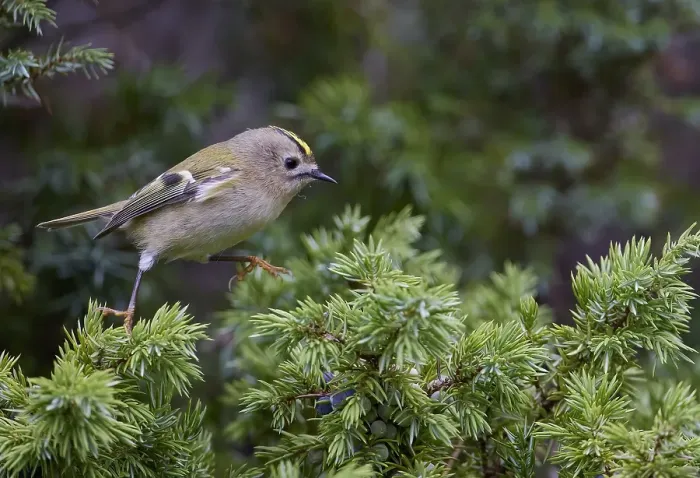Gerahmter Druck : Goldhähnchen, Regulus regulus Gerahmter Druck : Goldhähnchen, Regulus regulus