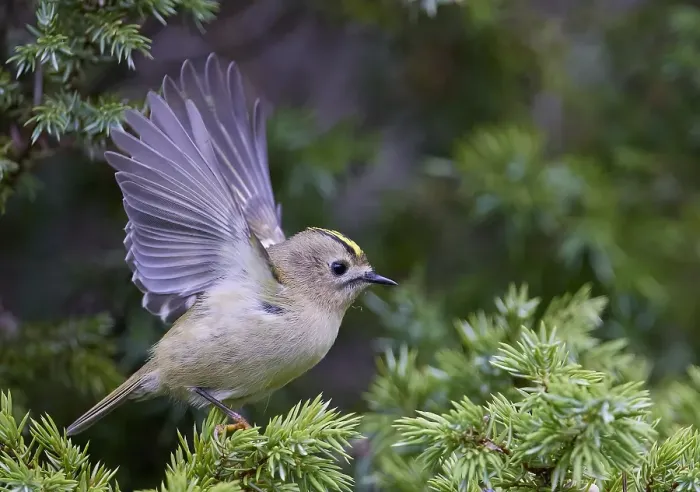 Gerahmter Druck : Goldhähnchen, Regulus regulus Gerahmter Druck : Goldhähnchen, Regulus regulus
