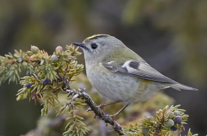 Gerahmter Druck : Goldhähnchen, Regulus regulus